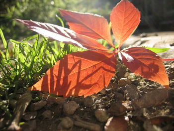Close-up of leaves