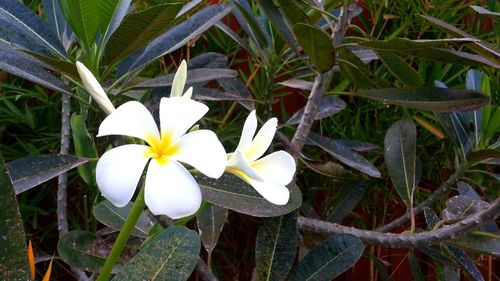 High angle view of white flowers blooming outdoors