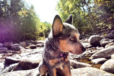 Close-up of dog