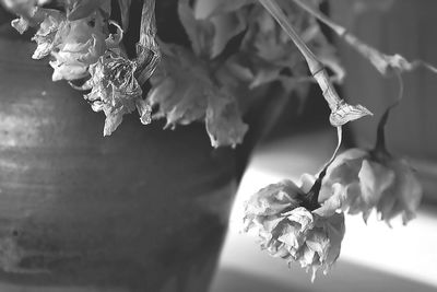 Close-up of flowers on tree