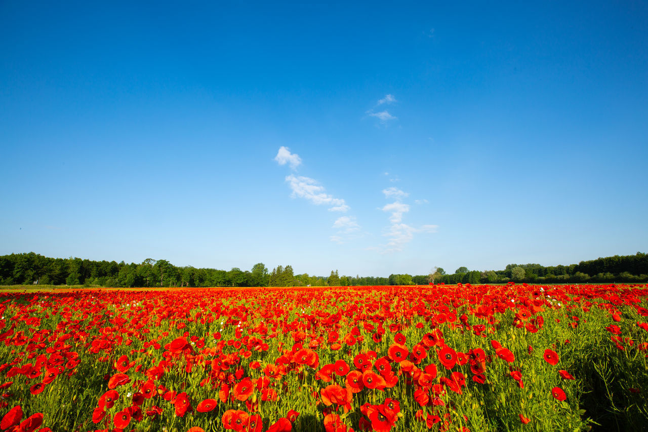 SCENIC VIEW OF RED FLOWERING PLANTS AGAINST BLUE SKY