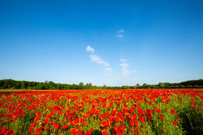 Red flowers growing on field against blue sky