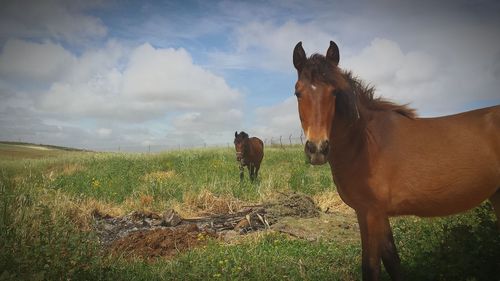 Horses standing in field against sky