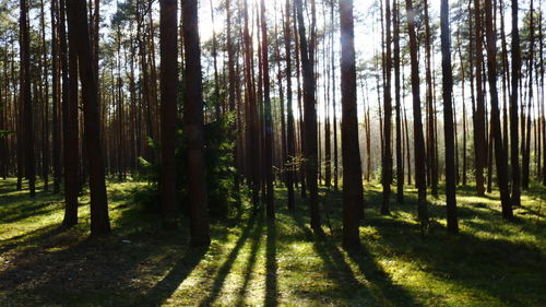 View of trees in forest