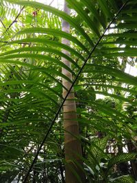 Low angle view of trees