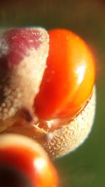 Close-up of red fruit