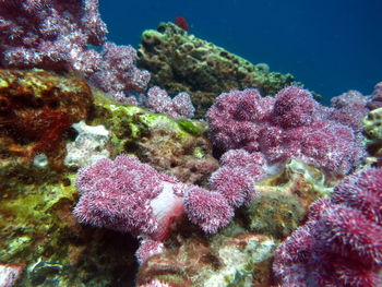 Close-up of coral in sea