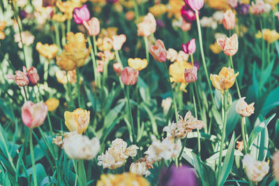 Close-up of flowering plants on field