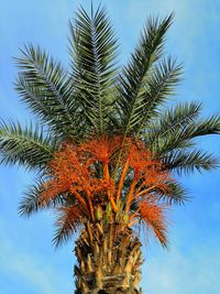 Low angle view of palm tree against sky