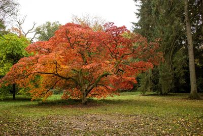 Autumn trees against clear sky