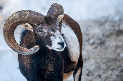 Close-up of goat