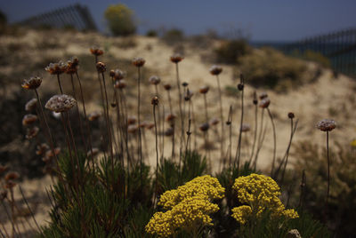 Yellow flowers at the sand dune with a blurred fence and ocean in the background. algarve, portugal