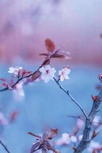 Cherry flowers 