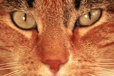 Close-up portrait of cat