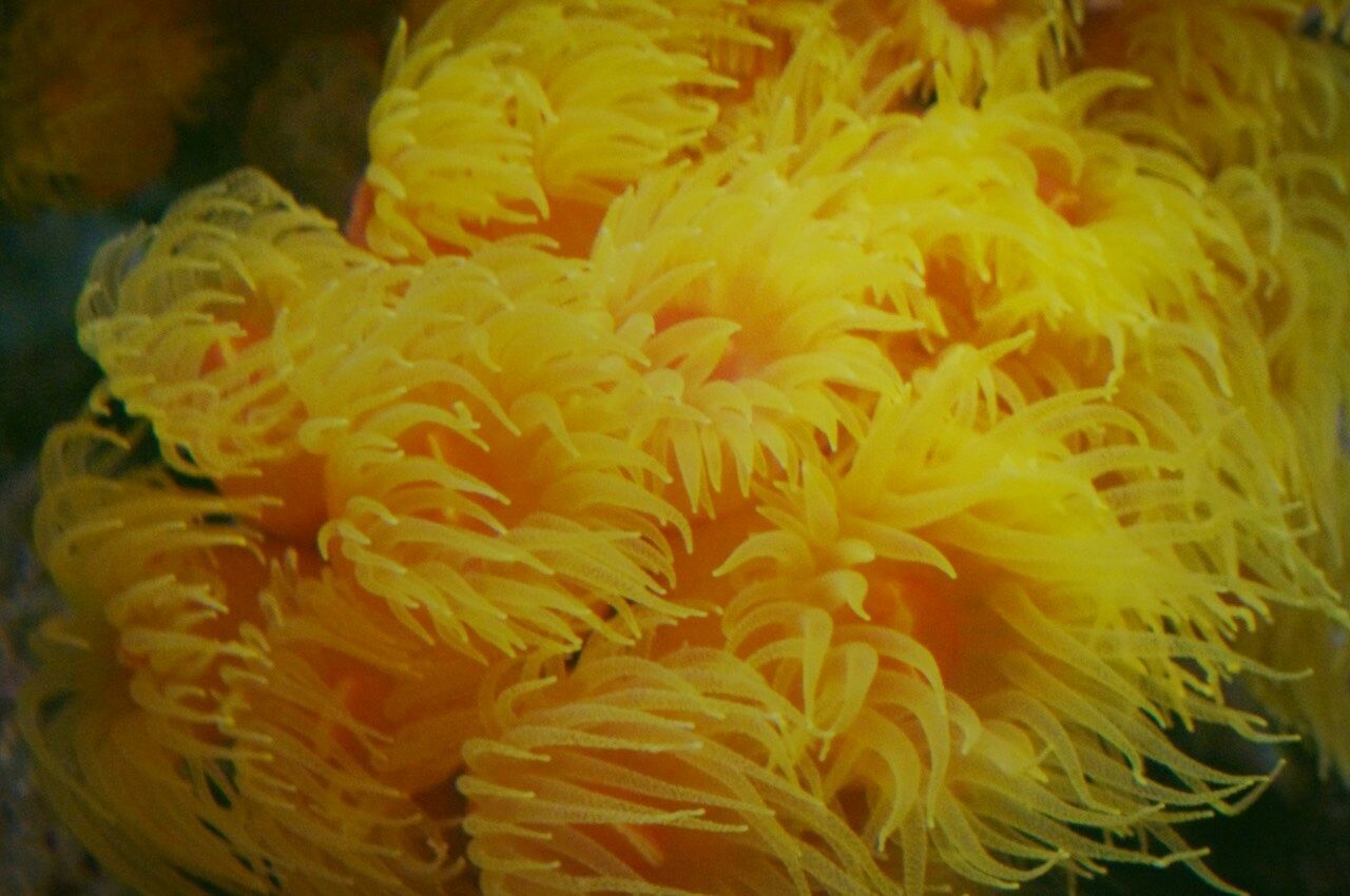 close-up, freshness, flower, indoors, yellow, fragility, petal, orange color, flower head, still life, high angle view, no people, full frame, focus on foreground, selective focus, beauty in nature, nature, detail, backgrounds, food