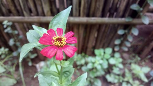 Close-up of pink flowering plant