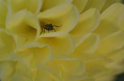 Close-up of insect on yellow flower