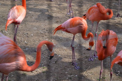 High angle view of flamingos standing on land