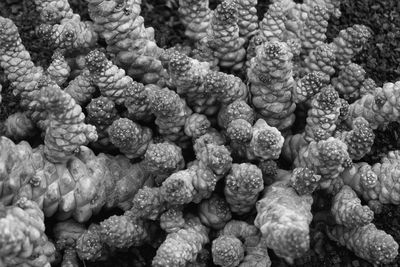 Full frame shot of coral