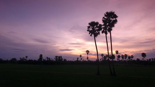 Silhouette of trees on field at sunset