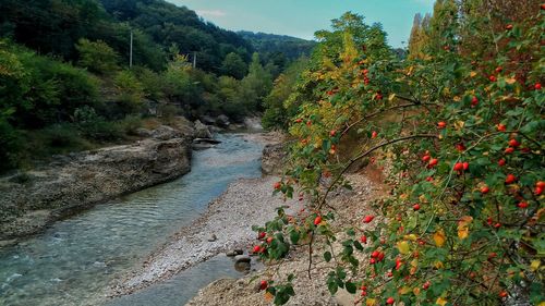 Plants growing in river by trees in forest