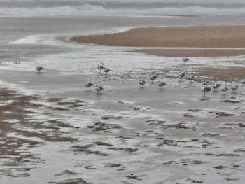 Flock of birds on the land