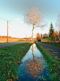 Bare trees on field