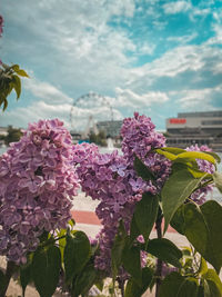 Close-up of pink flowering plants against sky