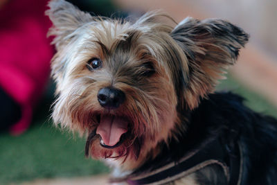 dog