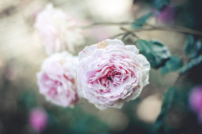 Close-up of pink rose