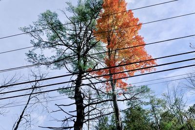 Low angle view of tree against sky
