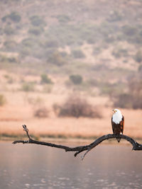 Close-up of bird perching on tree against sky