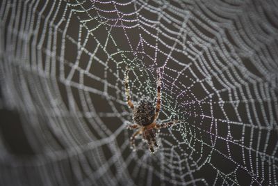Close-up of spider web