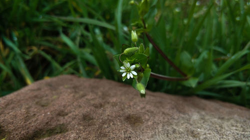 Close-up of white flower on plant