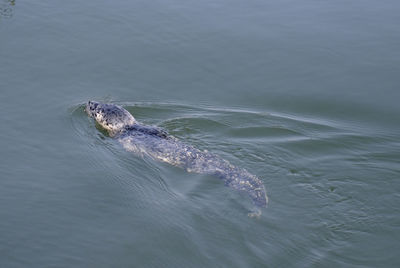 High angle view of turtle in sea