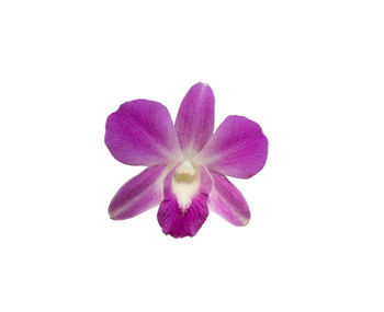 Close-up of purple flower against white background