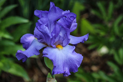 Close-up of purple flower