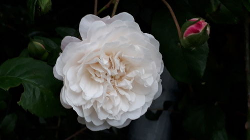 Close-up of white rose flower