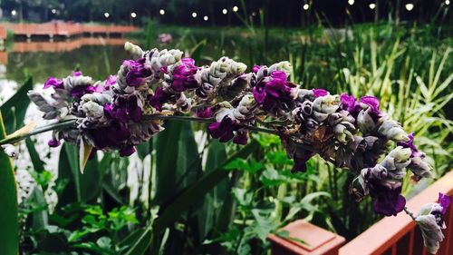 Close-up of purple flowers