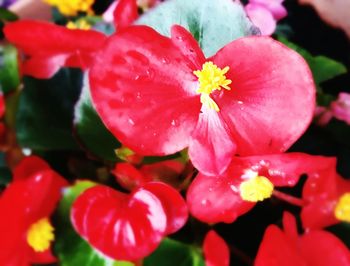 Close-up of red flowers