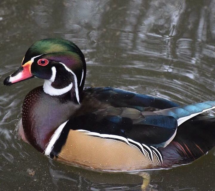 CLOSE-UP OF TWO DUCKS IN WATER