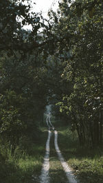 Trees in forest