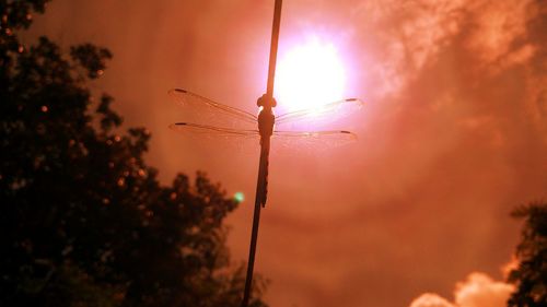 Low angle view of silhouette trees against sky during sunset