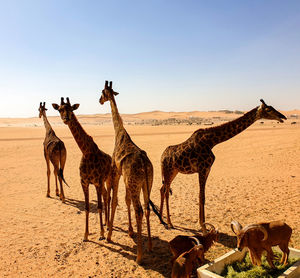 Horses in a desert