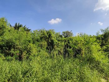 Plants growing on land against sky