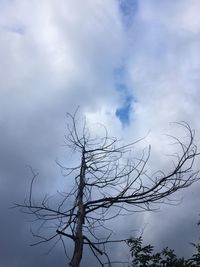 Low angle view of tree against sky