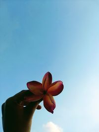 Close-up of hand holding flower against blue sky