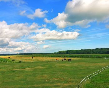 Cows grazing on field against sky