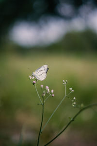 Close-up of butterfly pollinating on flower