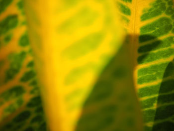 Close-up of green leaves